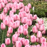 Wiosna w Ogrodzie Botanicznym