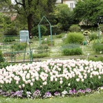 Wiosna w Ogrodzie Botanicznym