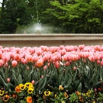 Wiosna w Ogrodzie Botanicznym