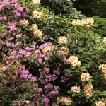 Wiosna w Ogrodzie Botanicznym