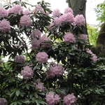 Wiosna w Ogrodzie Botanicznym