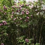 Wiosna w Ogrodzie Botanicznym