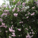 Wiosna w Ogrodzie Botanicznym