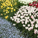 Wiosna w Ogrodzie Botanicznym