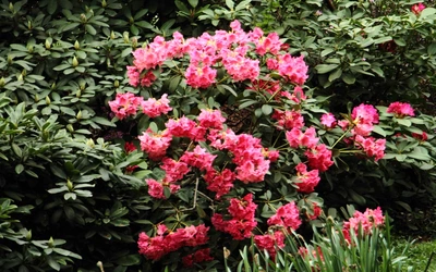 Wiosna w Ogrodzie Botanicznym