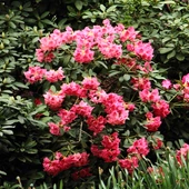 Wiosna w Ogrodzie Botanicznym