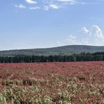 Pola inkarnatki na Osobłoskim Cyplu