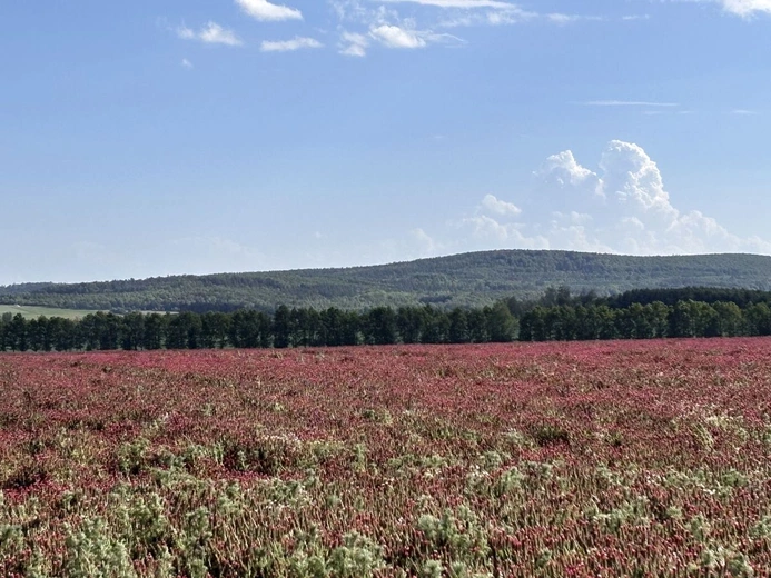 Pola inkarnatki na Osobłoskim Cyplu