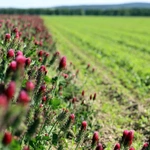 Pola inkarnatki na Osobłoskim Cyplu