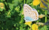 Spotkania z przyrodą: Roślinni towarzysze