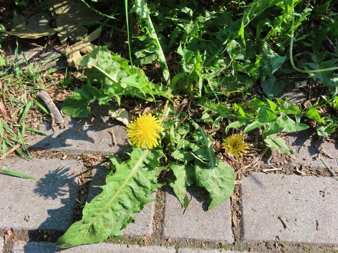 Przyroda w mieście
