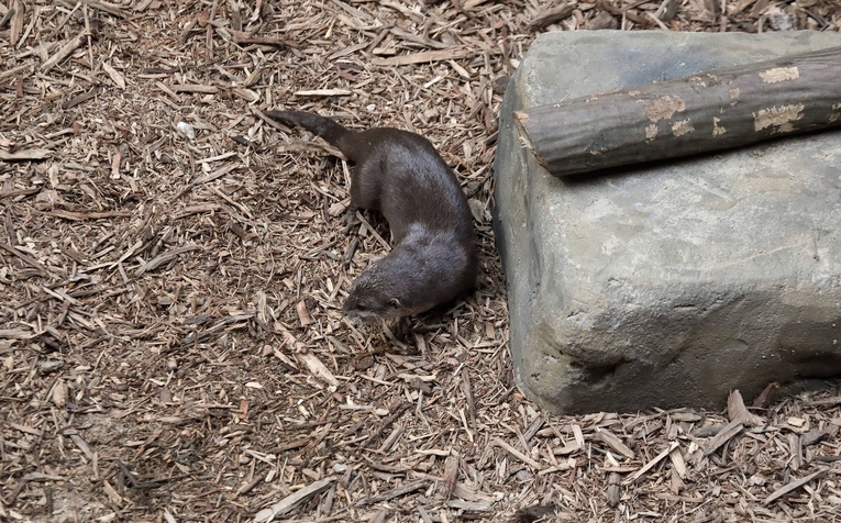 Z wizytą w Łódzkim ZOO
