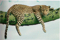 Gepard (Acinonyx jubatus)