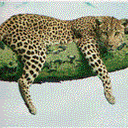 Gepard (Acinonyx jubatus)