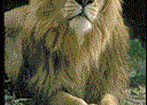 Tygrys (Panthera tigris) i lew (Panthera leo)