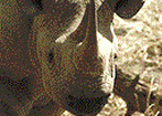 Nosorożec (Rhinocerotidae)