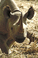 Nosorożec (Rhinocerotidae)