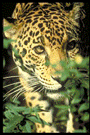 Jaguar (Panthera onca)