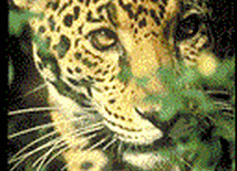 Jaguar (Panthera onca)