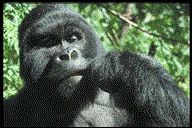 Goryl (Gorilla gorilla)