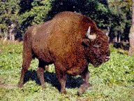 Żubr (Bison bonasus)