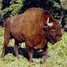 Żubr (Bison bonasus)