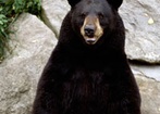 Niedźwiedź (Ursus)