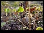 POCHODZENIE ŻYCIA I CZŁOWIEKA .:::::.