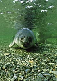 Focze futro oceanografa