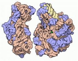 Chemiczny Nobel 2009: Rybosomy - fabryki białek