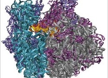 Nobel za przełom w biologii molekularnej