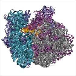 Nobel za przełom w biologii molekularnej