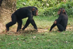 Szympansy używają narzędzi przy jedzeniu