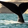 Przodek dzisiejszych wielorybów